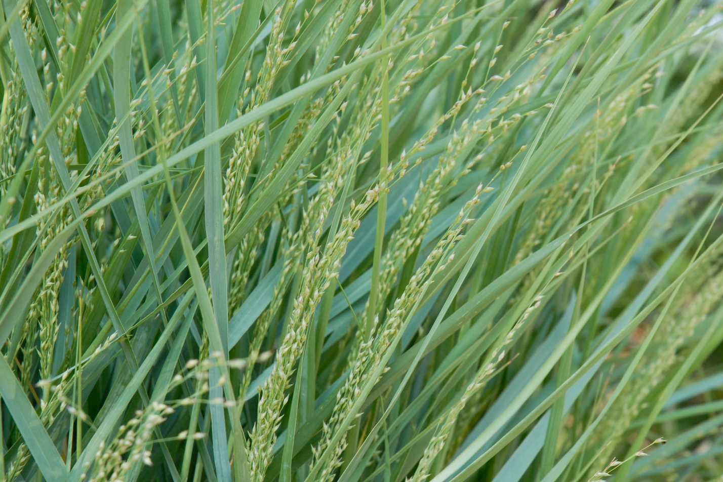 Prairie Sky Switchgrass